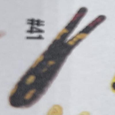 BETTS SPIN W/SPARE BODY 1/50 OZ 7/8"SPLIT TAIL BLACK/YELLOW/RED